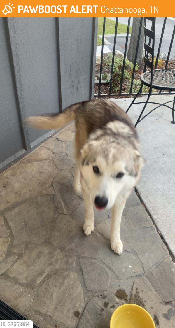 Found/Stray Female Dog last seen Across the street from HES, Chattanooga, TN 37406