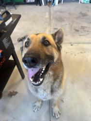 Found/Stray Male Dog last seen S new hope road heading towards Knightdale , Raleigh, NC 27610