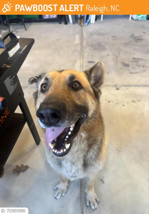 Found/Stray Male Dog last seen S new hope road heading towards Knightdale , Raleigh, NC 27610