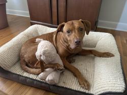 Lost Female Dog last seen Portia Mills Hines Park, Wilmington, NC 28401