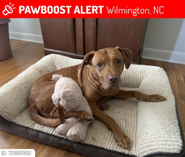 Lost Female Dog last seen Portia Mills Hines Park, Wilmington, NC 28401