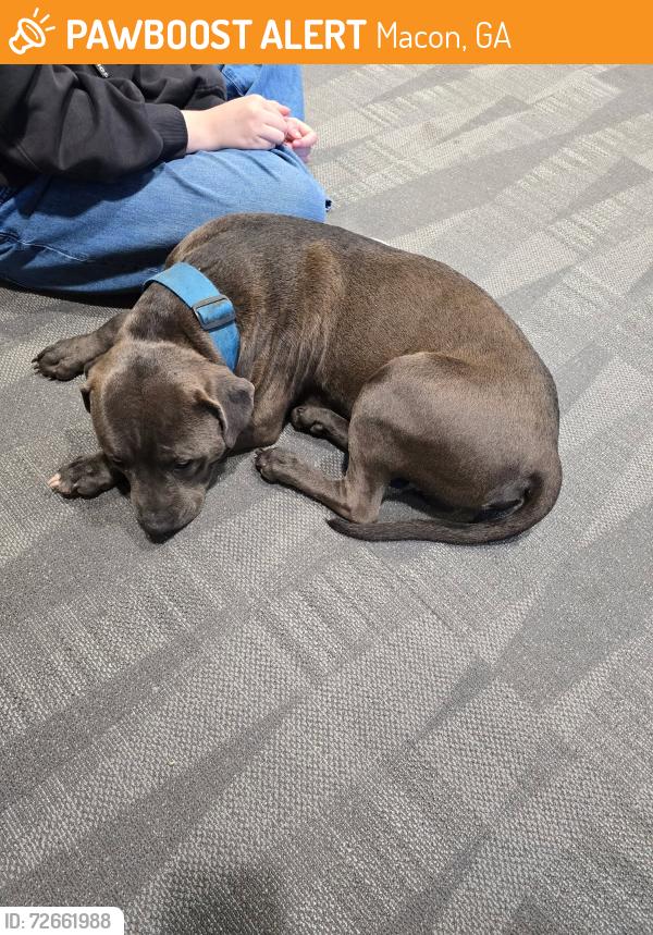 Found/Stray Male Dog last seen Middle Ga State University, Macon, GA 31206