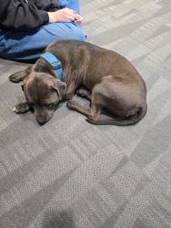 Found/Stray Male Dog last seen Middle Ga State University, Macon, GA 31206