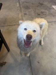 Found/Stray Female Dog last seen South new hope road heading towards knightdale, Raleigh, NC 27610