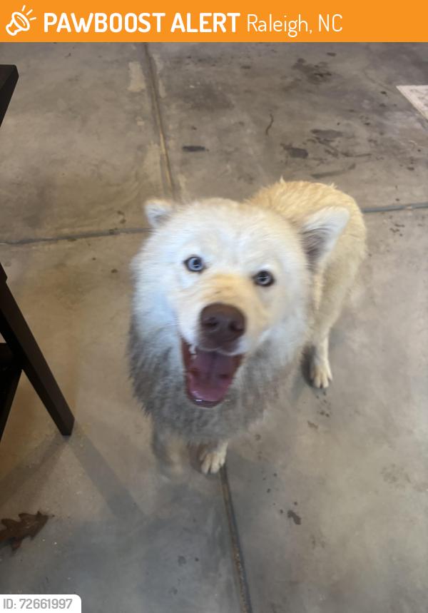 Found/Stray Female Dog last seen South new hope road heading towards knightdale, Raleigh, NC 27610