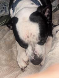 Found/Stray Male Dog last seen twin lakes, Fredericksburg, VA 22401