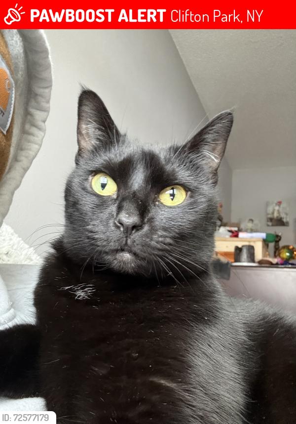 Lost Female Cat last seen Monmouth way, Clifton Park, NY 12065