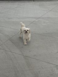 Found/Stray Male Dog last seen Park, Denver, CO 80204