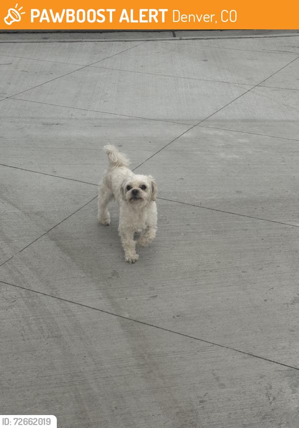 Found/Stray Male Dog last seen Park, Denver, CO 80204