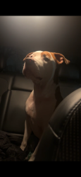 Lost Male Dog last seen 38th and Post, Indianapolis, IN 46226