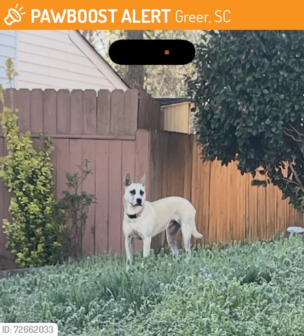 Found/Stray Female Dog last seen Suber & Brushy Creek, Greer, SC 29650