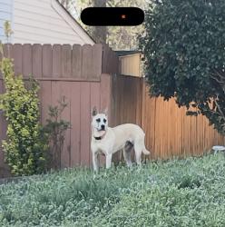 Found/Stray Female Dog last seen Suber & Brushy Creek, Greer, SC 29650