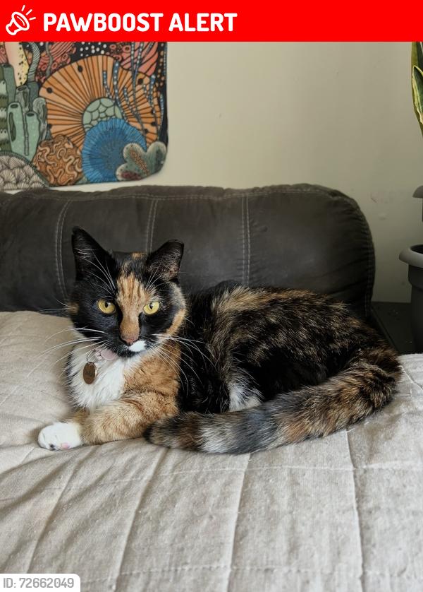 Lost Female Cat last seen Cobbler, Haycock Township, PA 18930