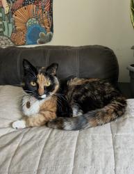 Lost Female Cat last seen Cobbler, Haycock Township, PA 18930