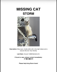 Lost Male Cat last seen Near Berkshire de, Woodbridge, VA 22193