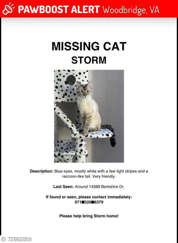 Lost Male Cat last seen Near Berkshire de, Woodbridge, VA 22193