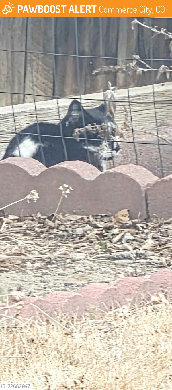 Found/Stray Female Cat last seen Kearney st, Commerce City, CO 80022