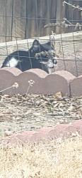 Found/Stray Female Cat last seen Kearney st, Commerce City, CO 80022