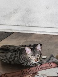 Lost Male Cat last seen Citrus and Covina blvd, Covina, CA 91722
