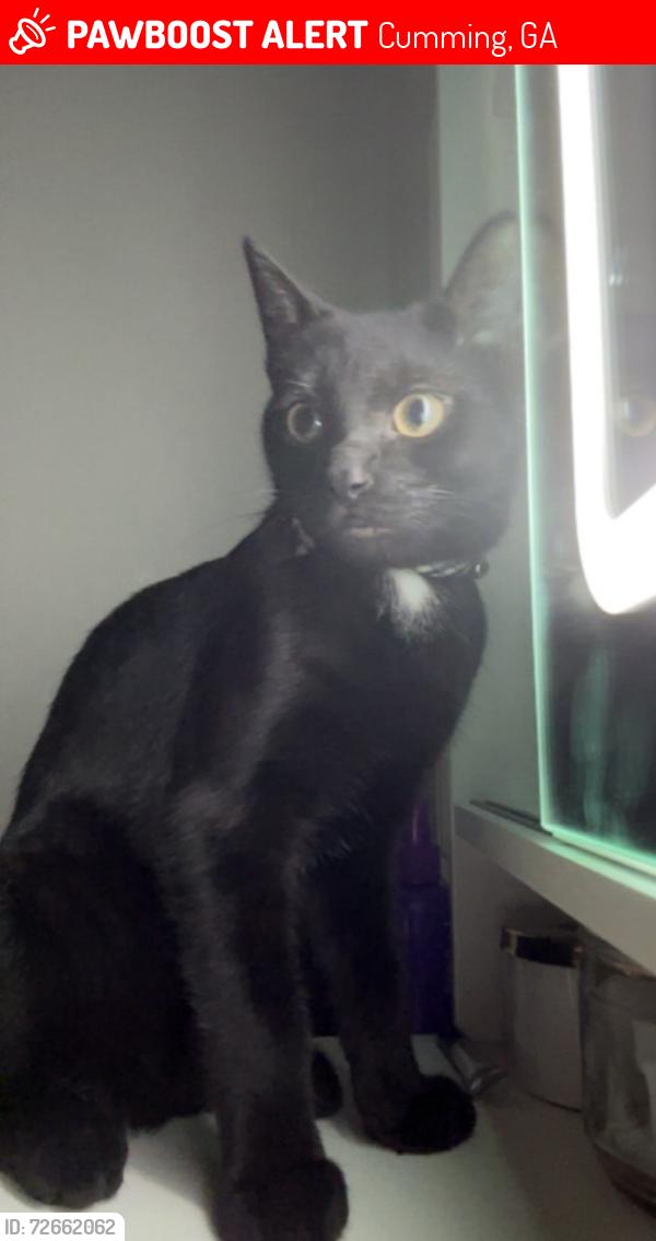 Lost Male Cat last seen Near Browns Bridge Rd, Cumming, GA 30028, Cumming, GA 30040