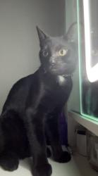 Lost Male Cat last seen Near Browns Bridge Rd, Cumming, GA 30028, Cumming, GA 30040