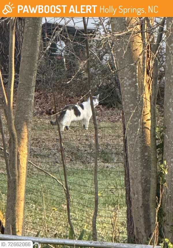 Found/Stray Unknown Cat last seen Earp st. , Holly Springs, NC 27540