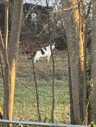 Found/Stray Unknown Cat last seen Earp st. , Holly Springs, NC 27540