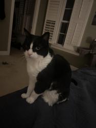 Lost Male Cat last seen concord rd, Brentwood, TN 37027