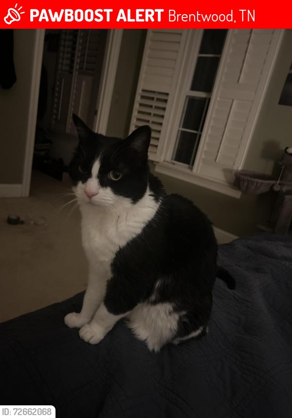 Lost Male Cat last seen concord rd, Brentwood, TN 37027