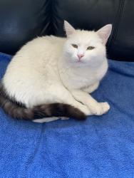 Lost Male Cat last seen Auckley Doncaster, Auckley, England DN9 3ER