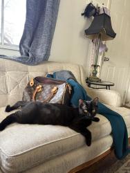 Lost Female Cat last seen Madison Ave and 36th Street Boulder, CO, Boulder, CO 80303