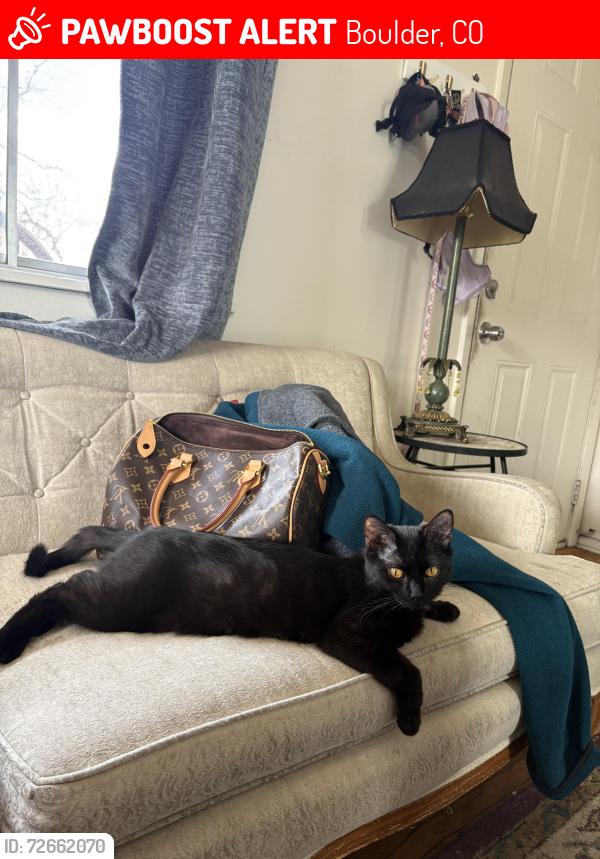 Lost Female Cat last seen Madison Ave and 36th Street Boulder, CO, Boulder, CO 80303