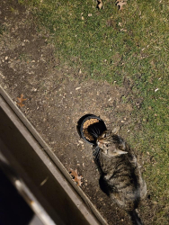 Found/Stray Unknown Cat last seen Between Ferris Road and Cooke Road Columbus Ohio , Columbus, OH 43224