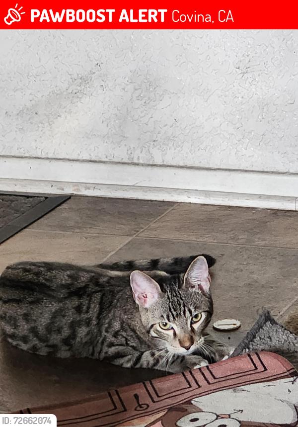 Lost Male Cat last seen Covina blvd  and citrus , Covina, CA 91722