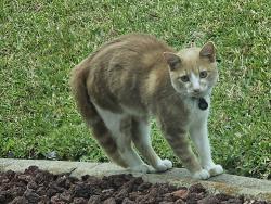 Found/Stray Unknown Cat last seen Se 8th place, Cape Coral, FL 33904