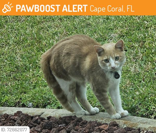 Found/Stray Unknown Cat last seen Se 8th place, Cape Coral, FL 33904