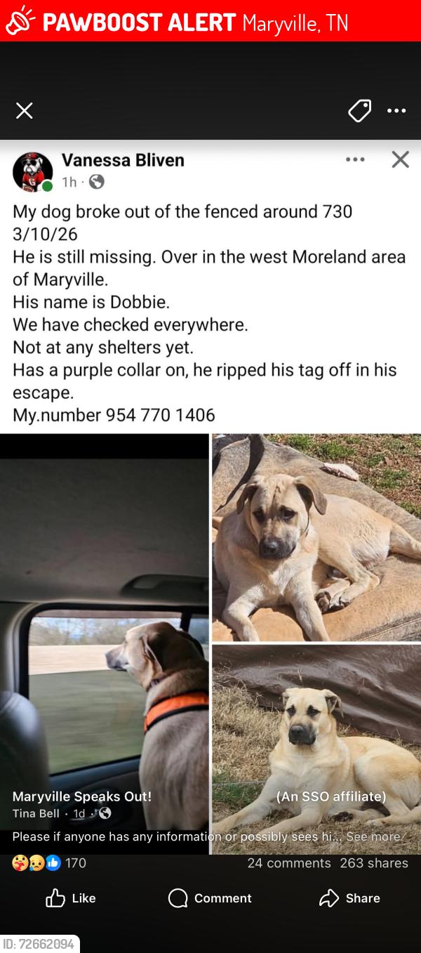 Lost Male Dog last seen Old Niles Ferry and 411 @westmoreland heights, Maryville, TN 37804