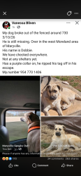 Lost Male Dog last seen Old Niles Ferry and 411 @westmoreland heights, Maryville, TN 37804