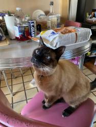 Lost Female Cat last seen Princeton and monterer, Albuquerque, NM 87106