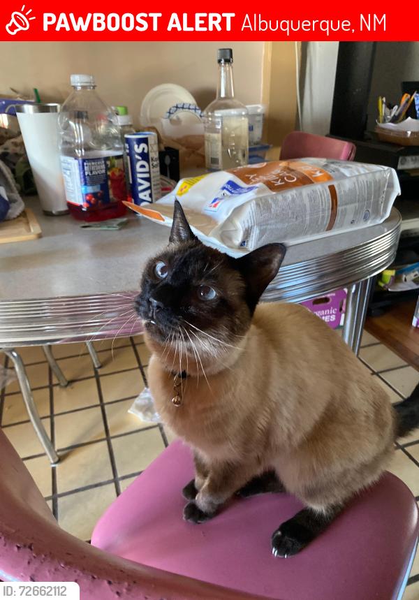 Lost Female Cat last seen Princeton and monterer, Albuquerque, NM 87106