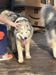 Lost Female Dog last seen Trawick road, new hope church road, Borland’s neighborhood , Raleigh, NC 27604
