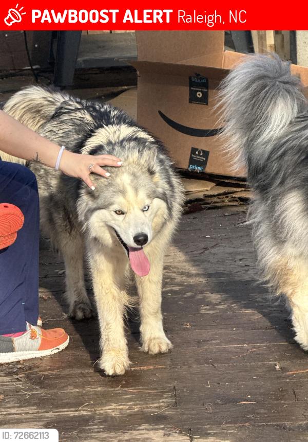 Lost Female Dog last seen Trawick road, new hope church road, Borland’s neighborhood , Raleigh, NC 27604