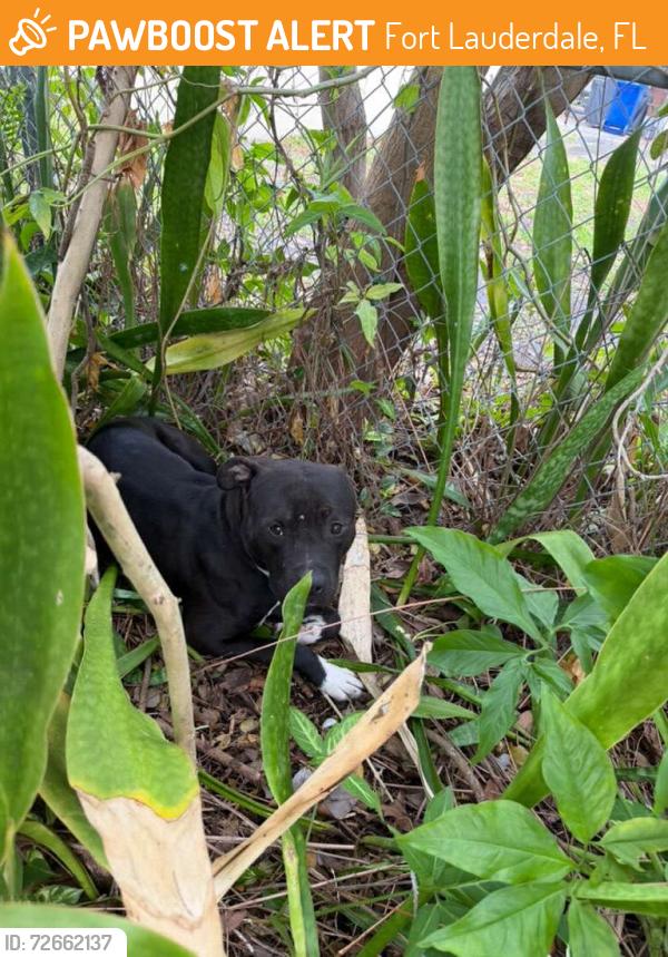 Found/Stray Unknown Dog last seen Davie blvd, Fort Lauderdale, FL 33315