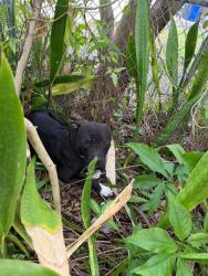 Found/Stray Unknown Dog last seen Davie blvd, Fort Lauderdale, FL 33315