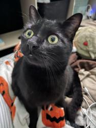 Lost Male Cat last seen By the c behind the car wash , Orlando, FL 32828