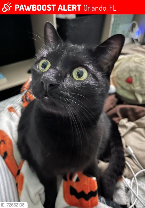 Lost Male Cat last seen By the c behind the car wash , Orlando, FL 32828