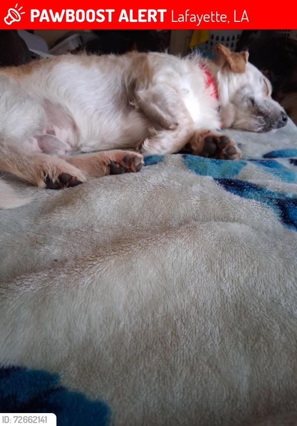 Lost Male Dog last seen Winchester drive and congresS, Lafayette, LA 70506