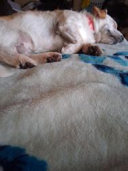 Lost Male Dog last seen Winchester drive and congresS, Lafayette, LA 70506