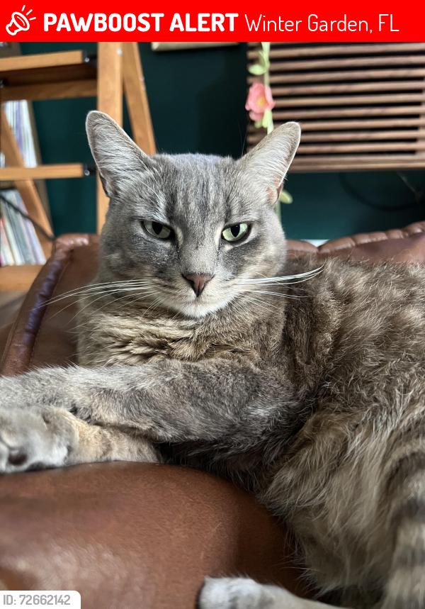 Lost Female Cat last seen avalon road, Winter Garden, FL 34787