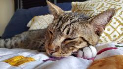 Lost Male Cat last seen Rolling Mill Dr. and Eldridge Rd., Sugar Land, TX 77498